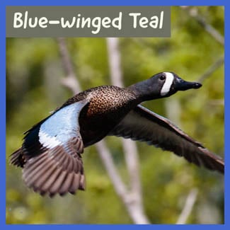 Blue-winged Teal